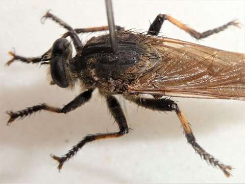 صورة Mauropteron