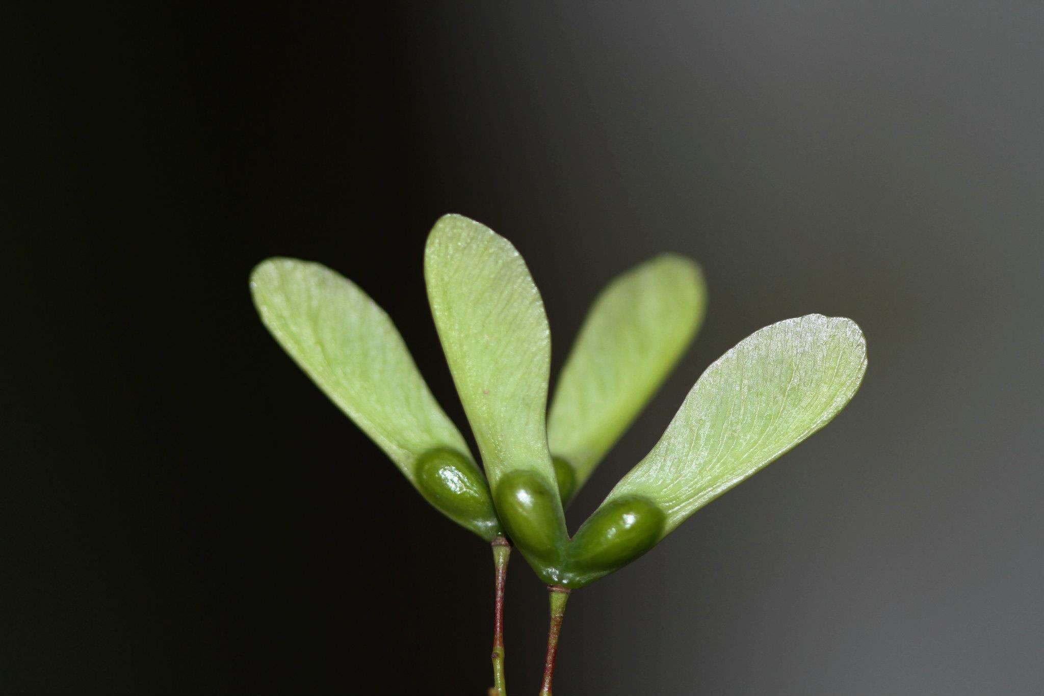 Image de Acer oliverianum subsp. formosanum (Koidz.) E. Murray