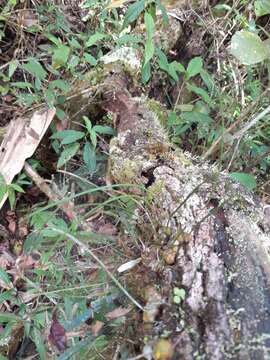 Image of Bulbophyllum leandrianum H. Perrier