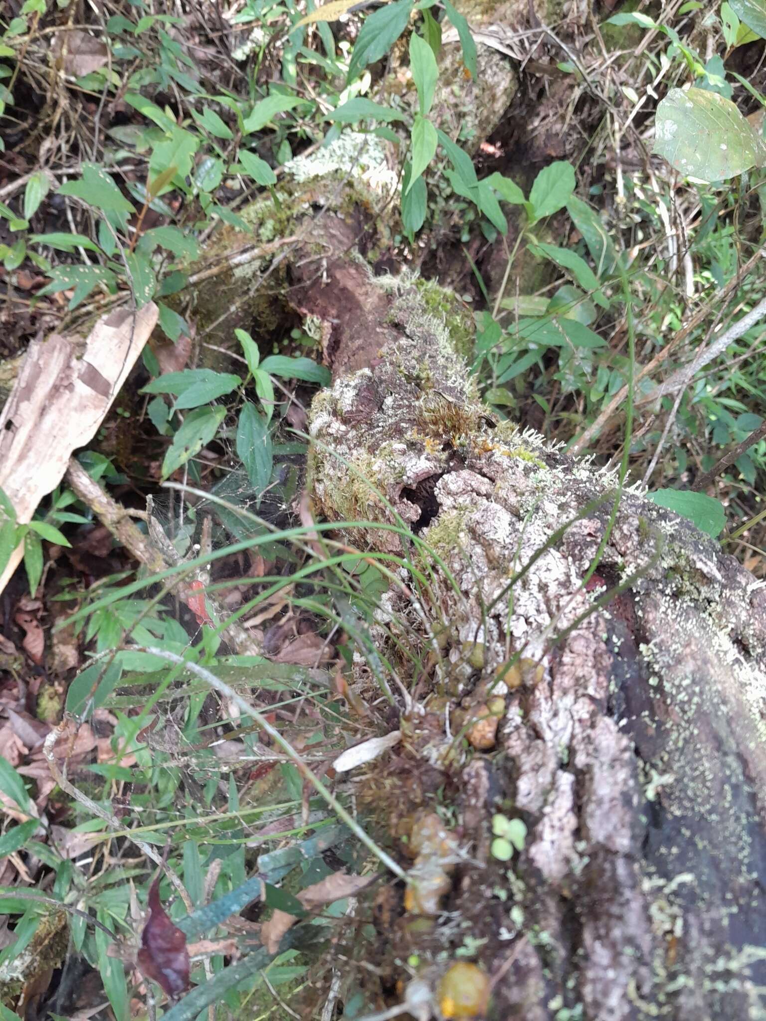 Image de Bulbophyllum leandrianum H. Perrier