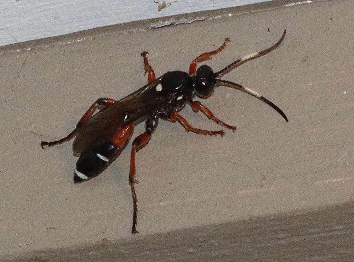 Image of Ichneumon promissorius Erichson 1842