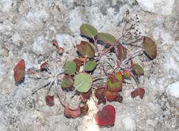 Image of Seven River Hills buckwheat