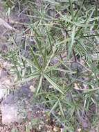 Image of Bonellia macrocarpa subsp. pungens (A. Gray) B. Ståhl & Källersjö