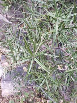 Image of Bonellia macrocarpa subsp. pungens (A. Gray) B. Ståhl & Källersjö