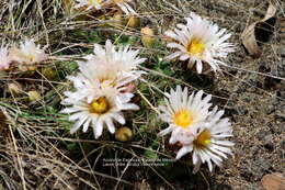 Imagem de Coryphantha ottonis (Pfeiff.) Lem.