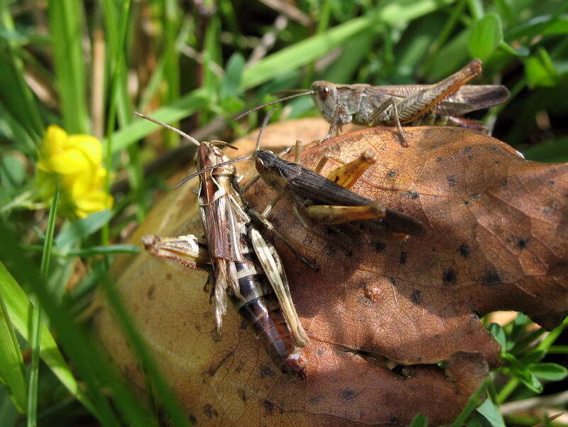 Chorthippus (Glyptobothrus) biguttulus (Linnaeus 1758) resmi