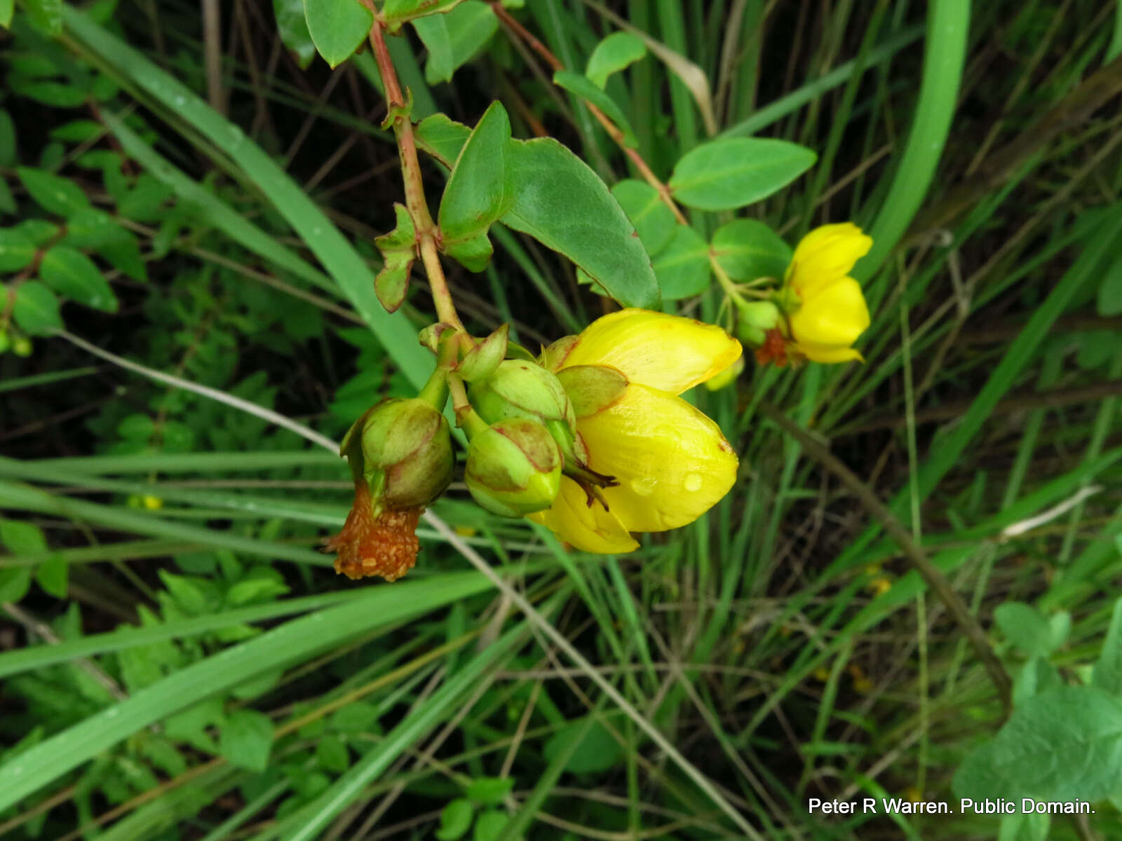 Image of Hypericum forrestii (Chitt.) N. Robson