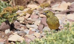 Image of Thick-billed Siskin