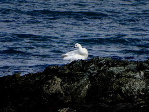 Image of Kelp Goose