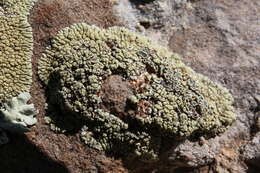 Слика од Lecanora argopholis (Ach.) Ach.