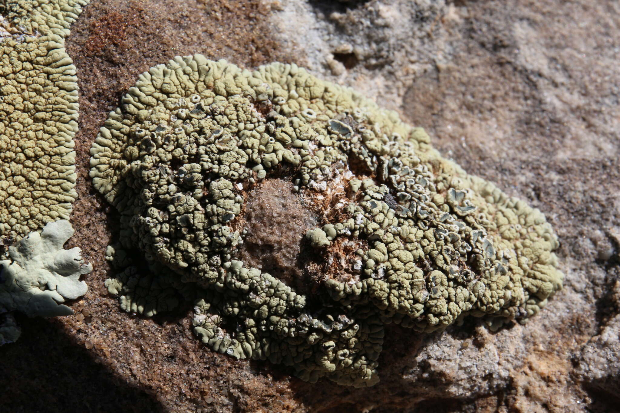 Imagem de Lecanora argopholis (Ach.) Ach.