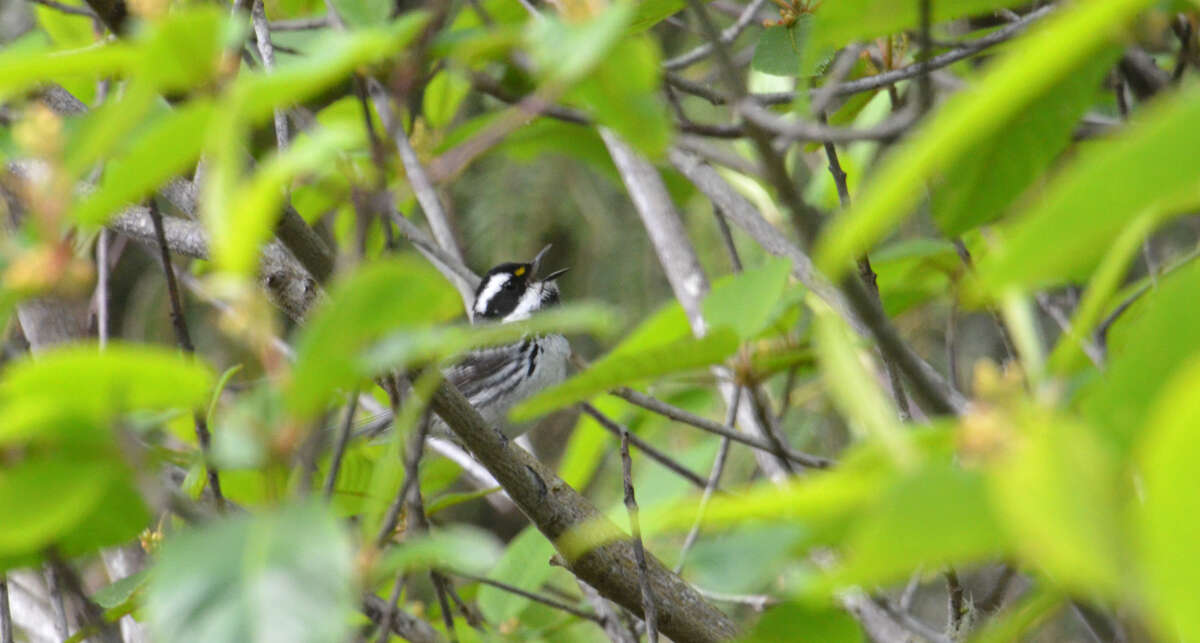 Image of Black-throated Grey Warbler