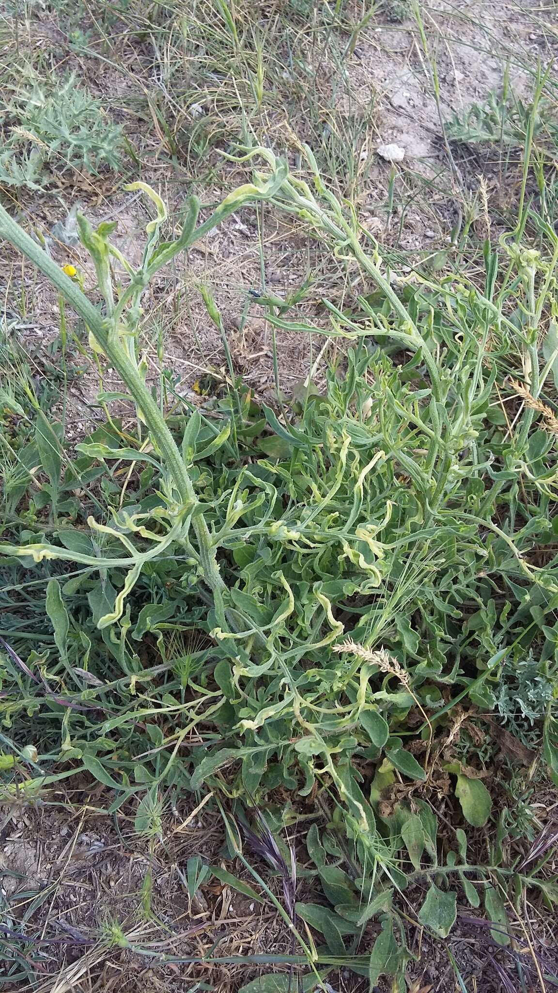 Image of Centaurea salonitana Vis.