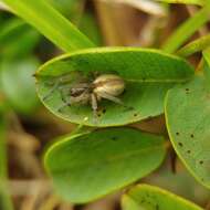 Слика од Cheiracanthium erraticum (Walckenaer 1802)