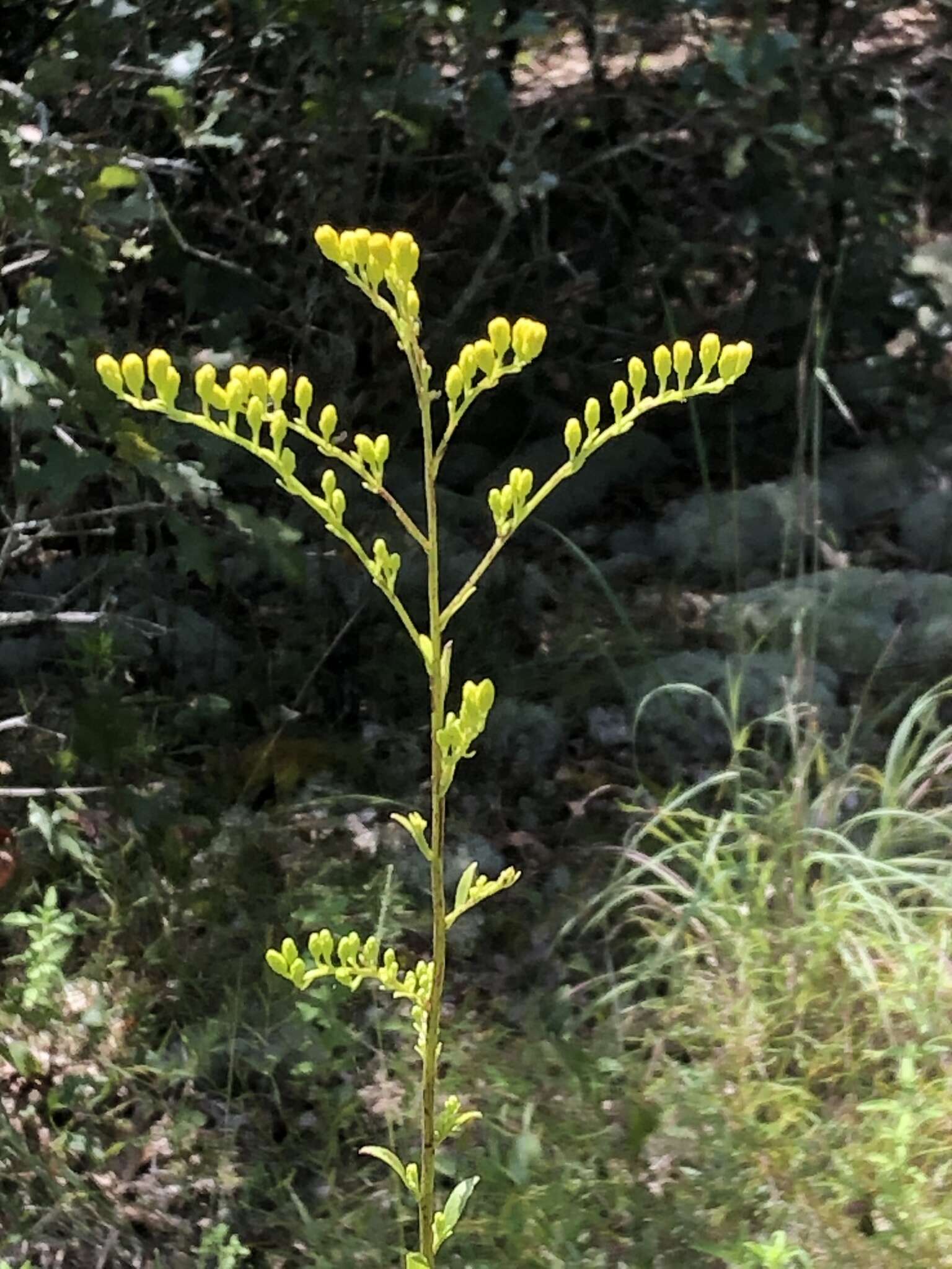 Image of Louisiana goldenrod