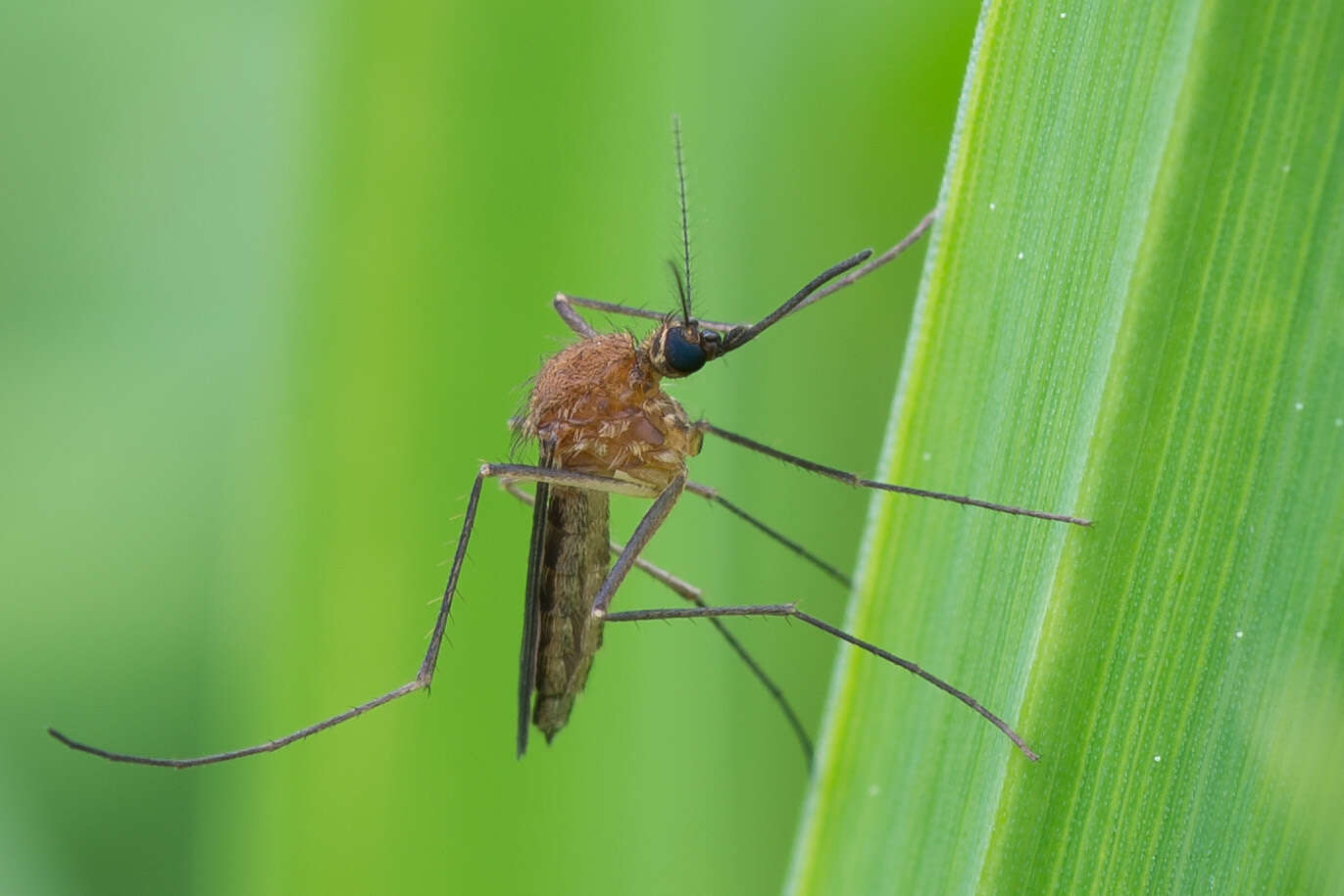 صورة Aedes cinereus Meigen 1818