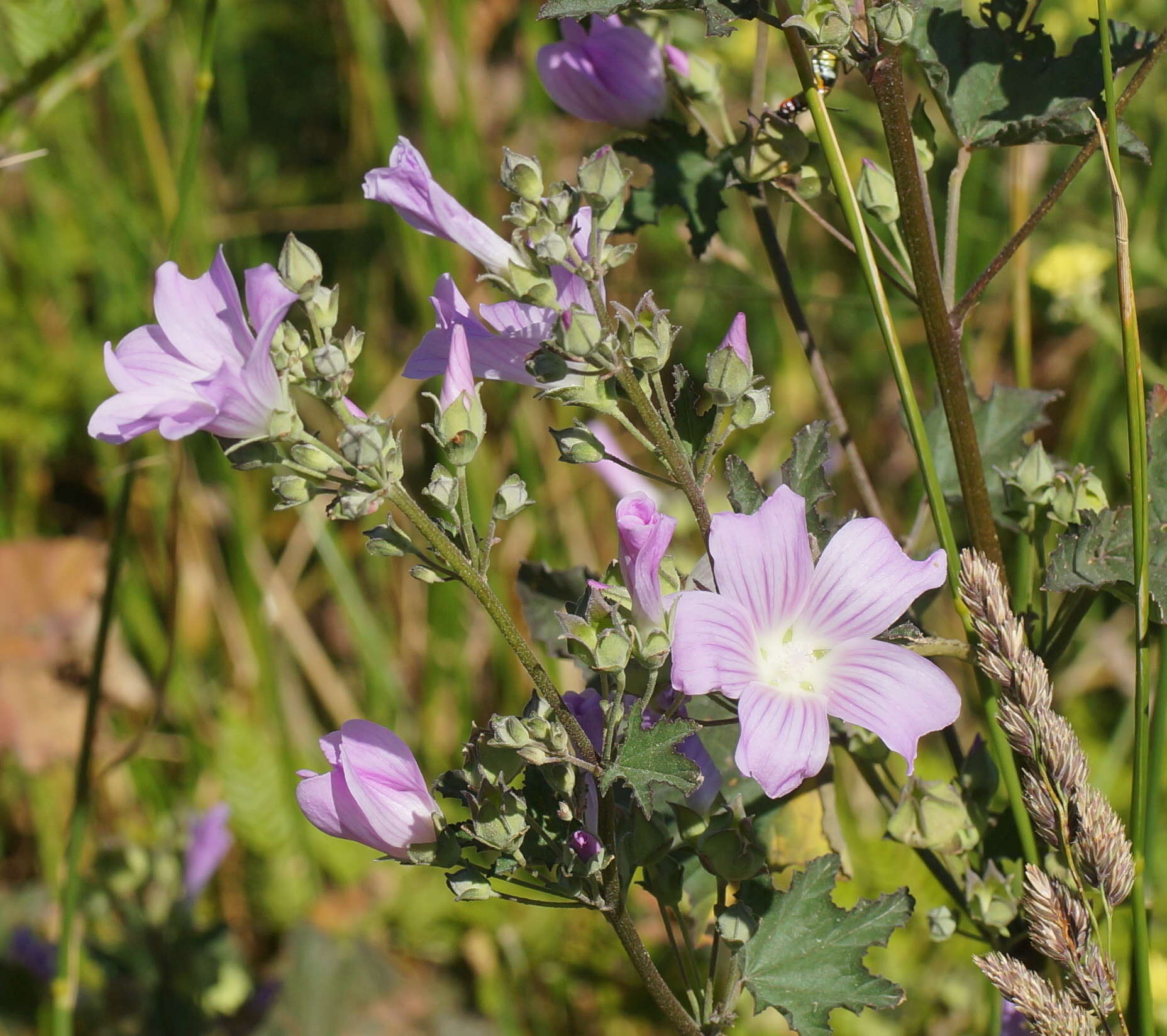 Image de Malva weinmanniana (Besser ex Rchb.) Conran