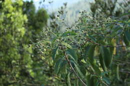 Image of Lippia hirsuta L. fil.