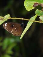 Image of Euploea midamus singapura (Moore 1883)