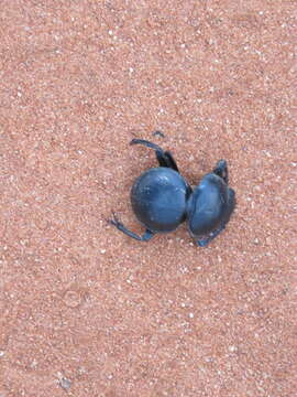 صورة Pachysoma rotundigena Felsche 1907