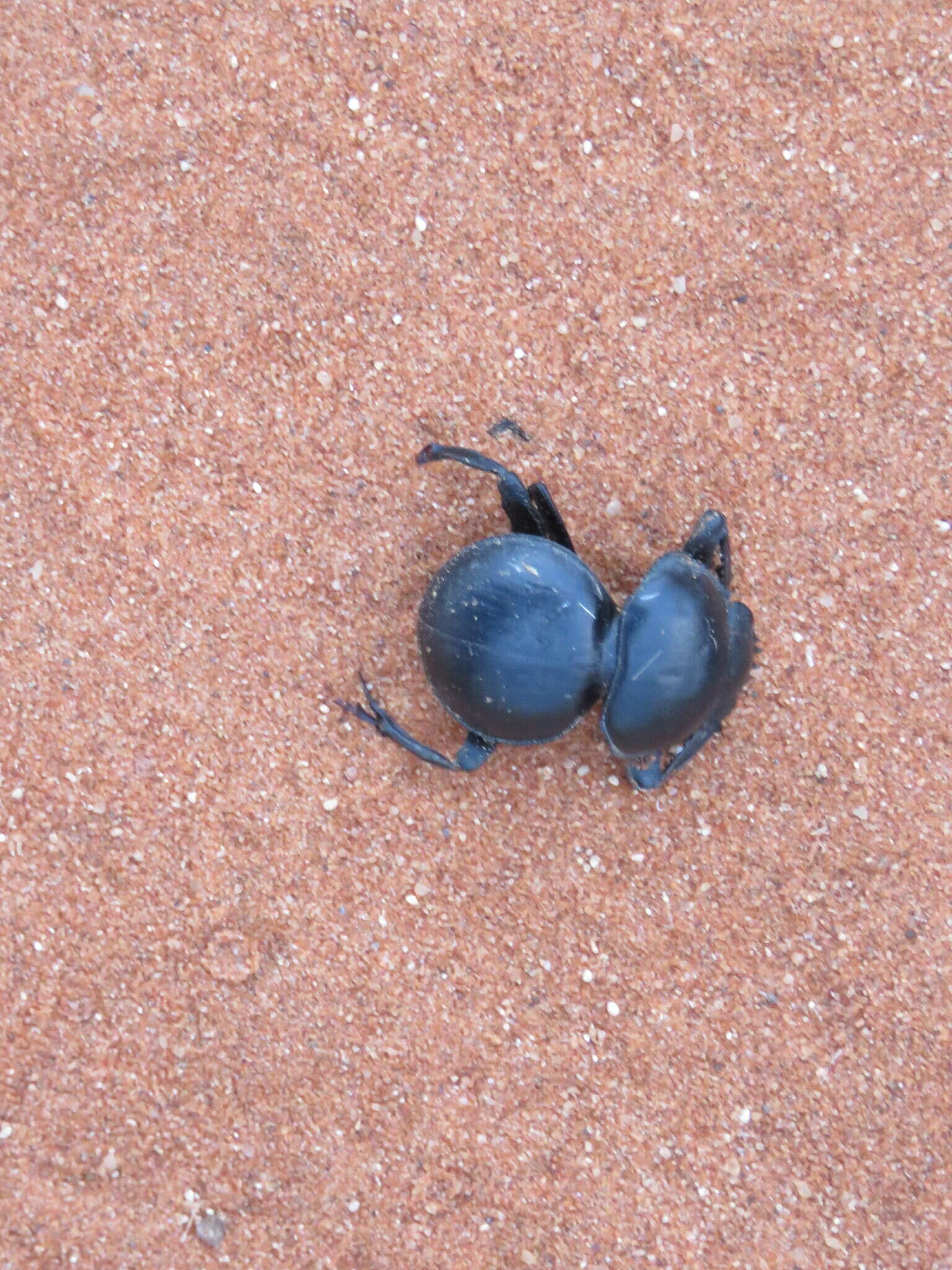 Слика од Pachysoma rotundigena Felsche 1907