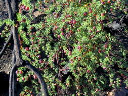 Image of Asparagus rubicundus P. J. Bergius