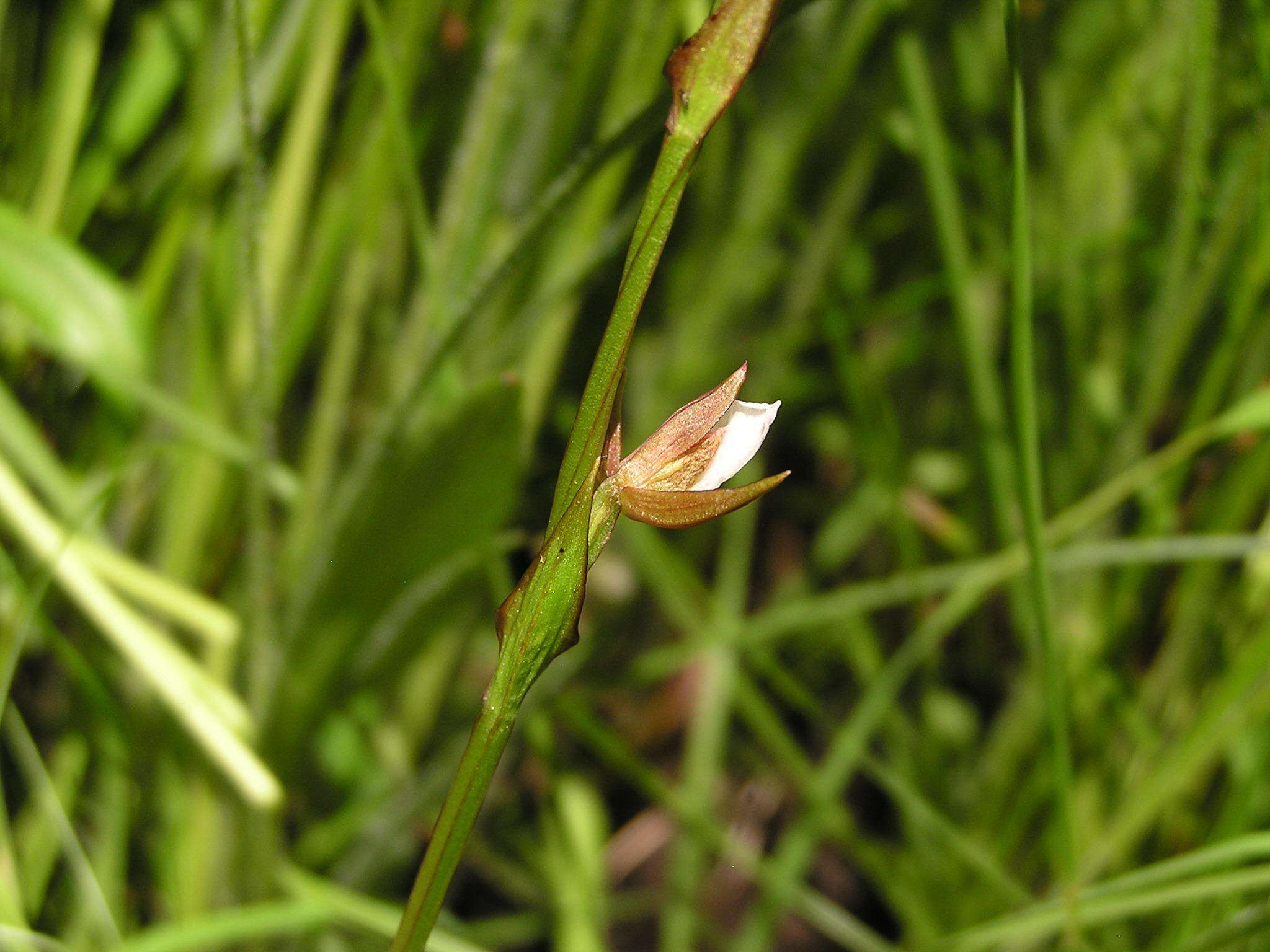 Image de Neobolusia tysonii (Bolus) Schltr.