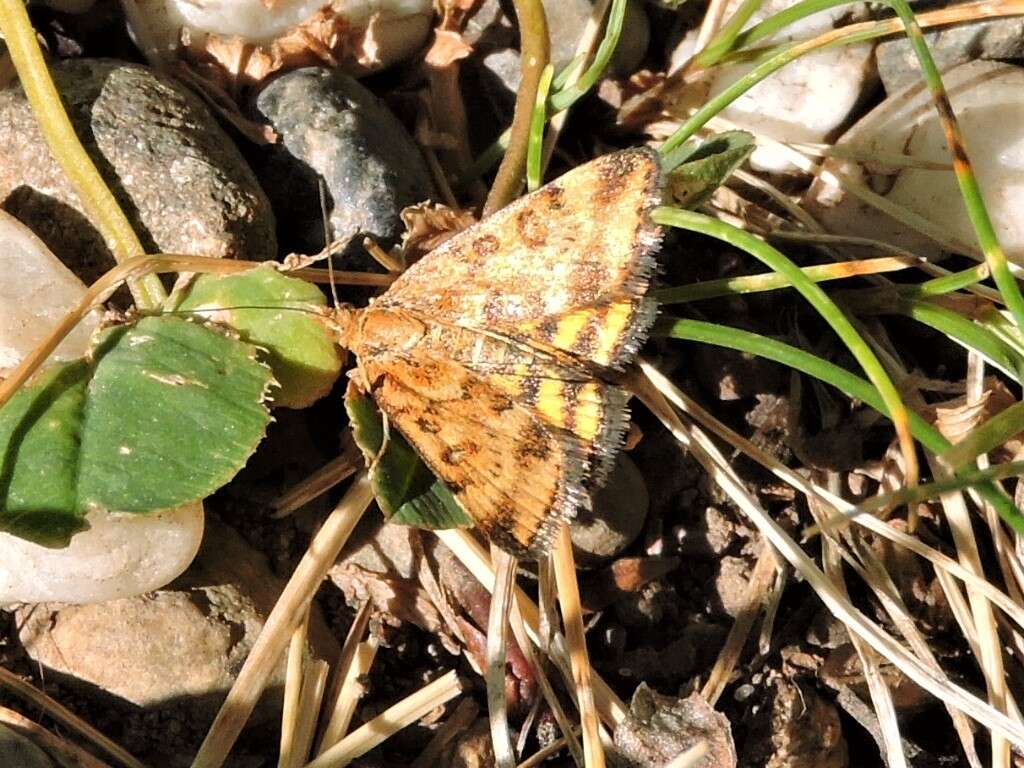 Image of Pyrausta subsequalis Guenée 1854