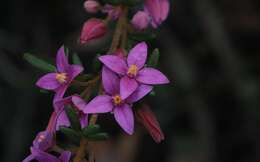 Image of Lovely Boronia