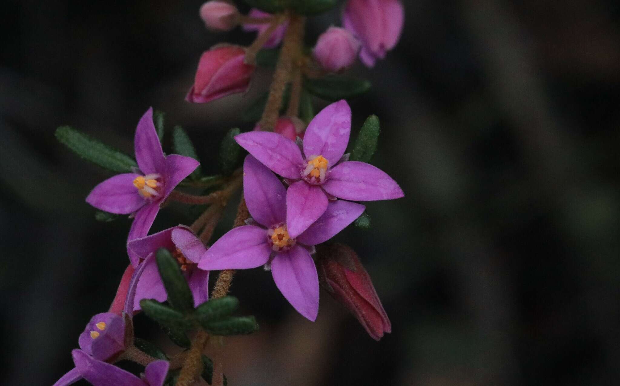 Image of Lovely Boronia