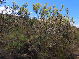 Image of Leucadendron foedum I. Williams