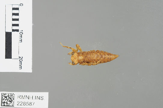 539.odobp rmnh ins 228587 1468520962 jpg.580x360