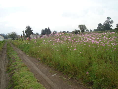 Image of garden cosmos