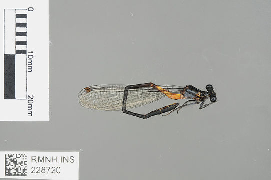 539.odobp rmnh ins 228720 1468521010 jpg.580x360
