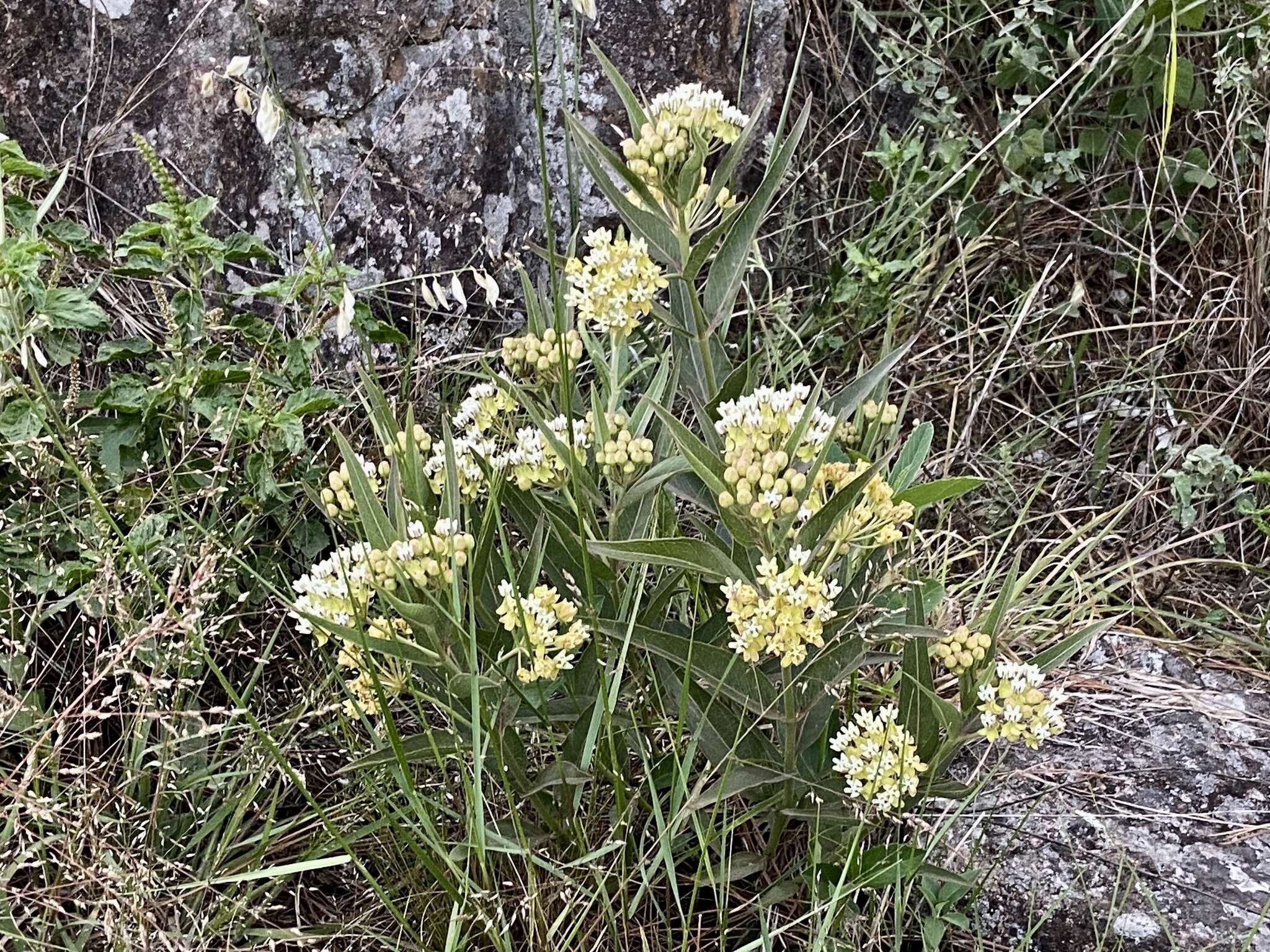 Image of Asclepias mellodora St. Hil.