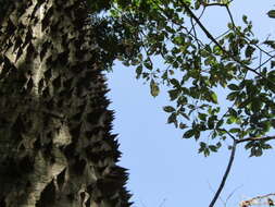 Image of Ceiba glaziovii (Kuntze) K. Schum.