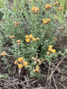 Image of Helichrysum dregeanum Harv. & Sond.