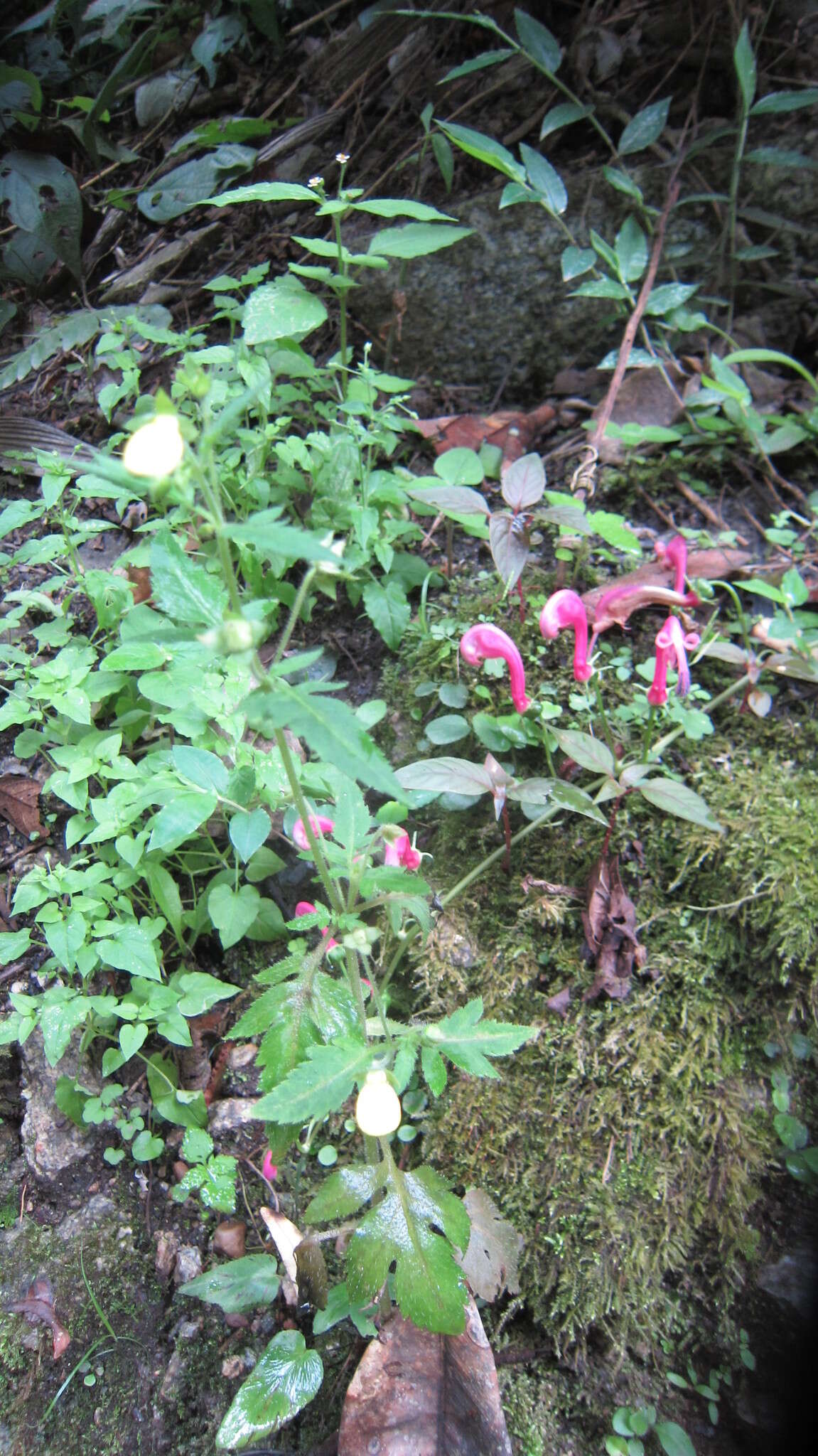 Image of Centropogon urubambae E. Wimm.