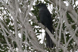 Image of South Melanesian Cuckooshrike