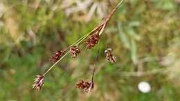 Imagem de Luzula multiflora subsp. multiflora