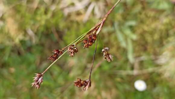 Image of common woodrush