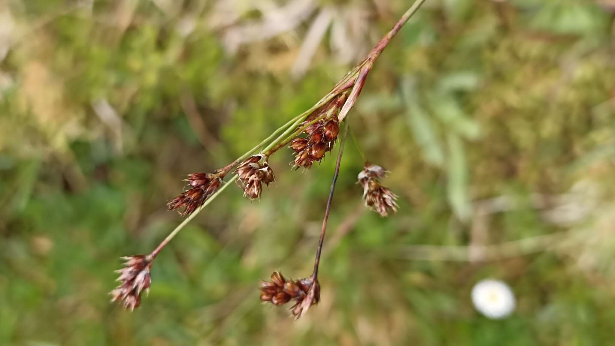 Image of common woodrush