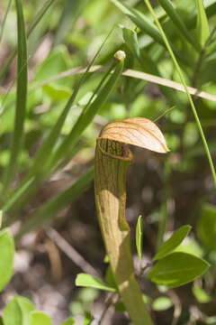 Image of Sweet pitcher plant