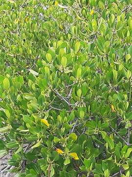 Image of Long-style stilt mangrove