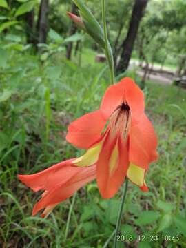 Image of Gladiolus decoratus Baker