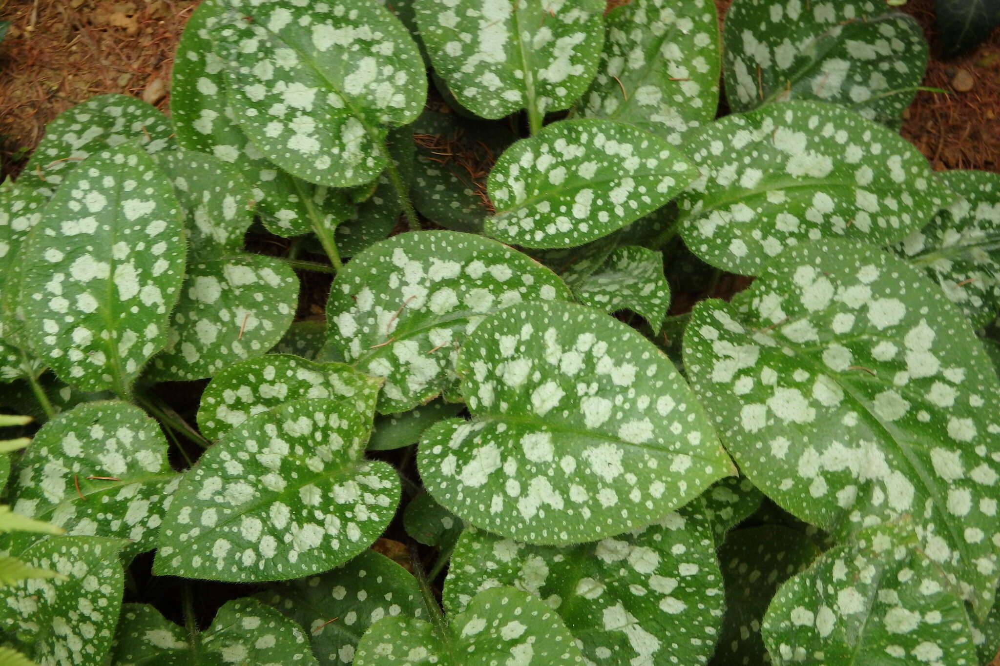 Image of Bethlehem lungwort