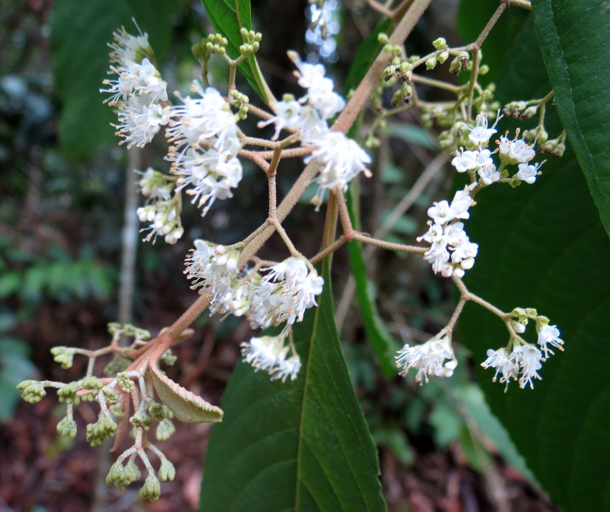 Sivun Callicarpa longifolia Lam. kuva