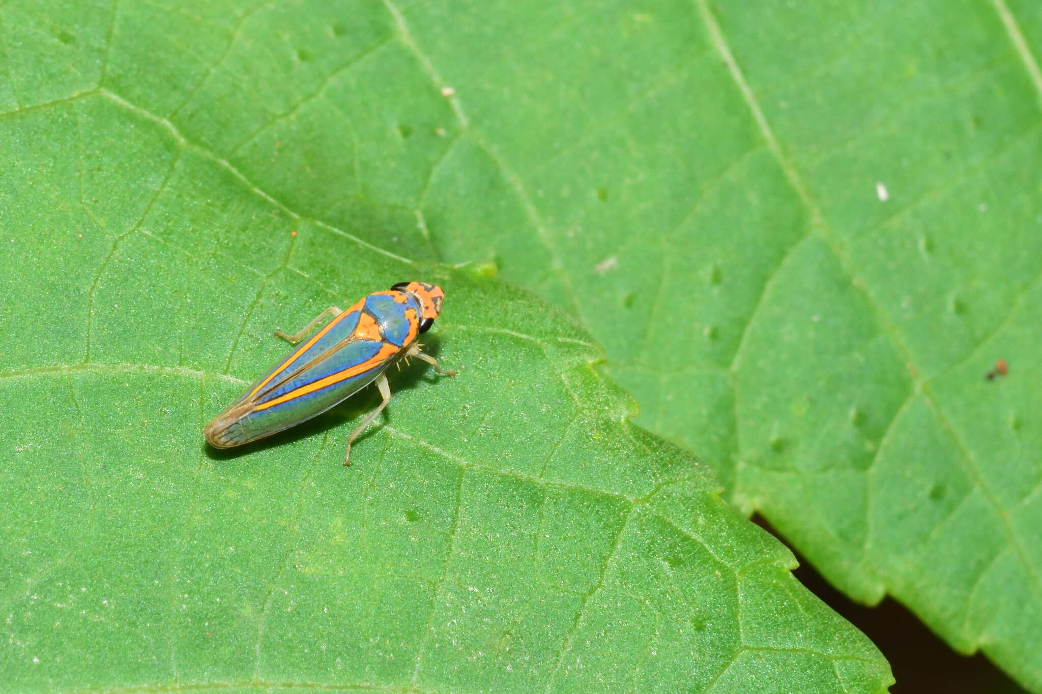 Image of Graphocephala aurolineata (Fowler 1900)