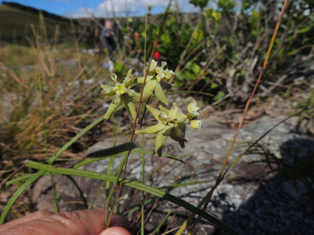 Image of Asclepias praemorsa Schltr.