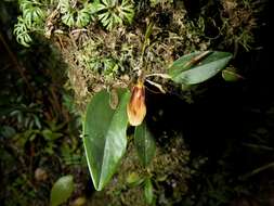 Image of Hairy tongued Restrepia